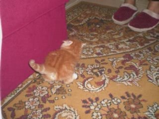 petit film sur mon chat biscotte