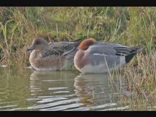 Canard siffleur N