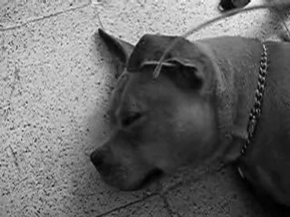 English Staffordshire Bull Terrier
