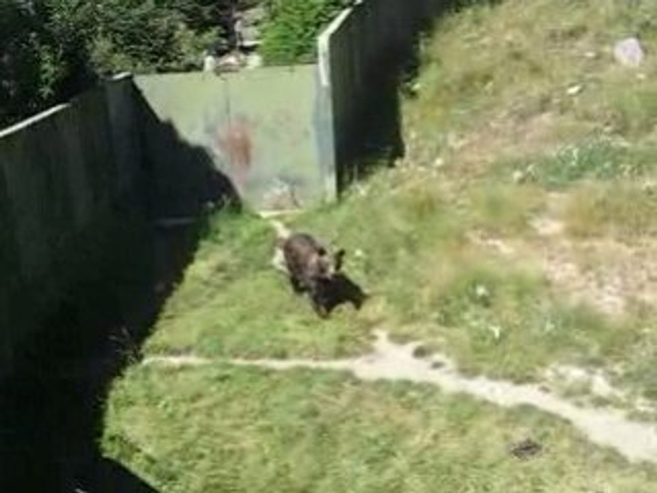 Joan  et L'ours Brun