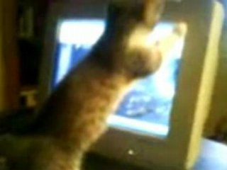 Le Chaton Gribouille et la Souris sur Ogame