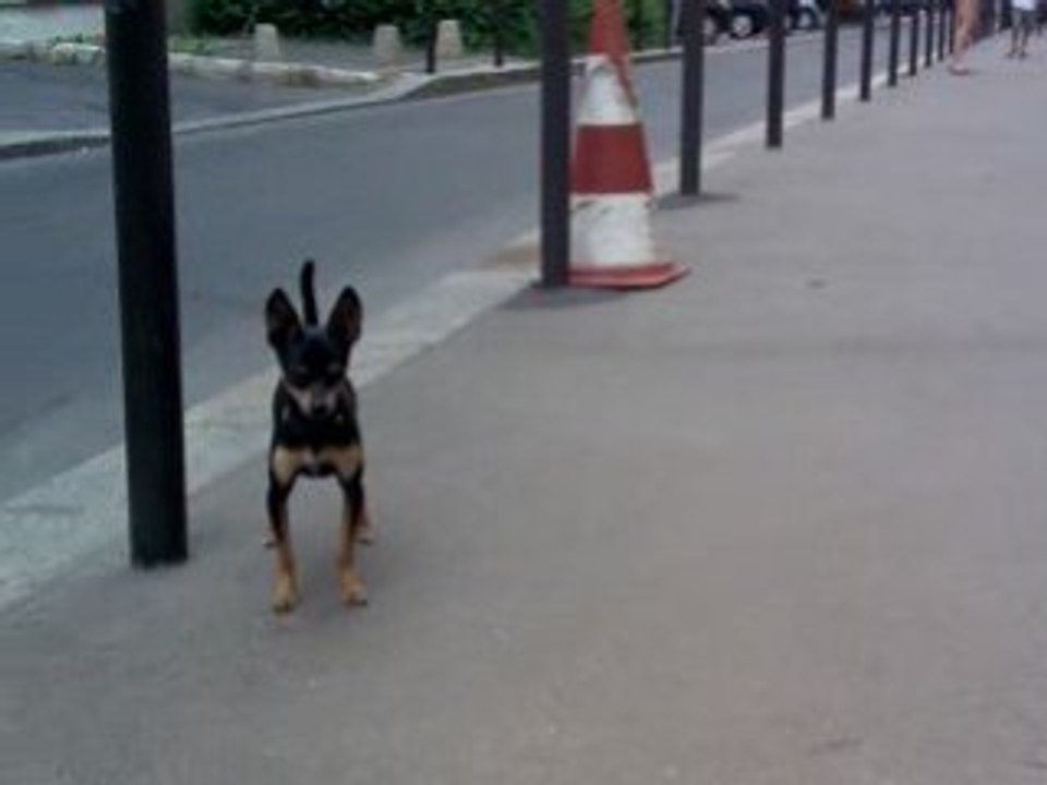 Vidéo000 chanelle et les petits chiens