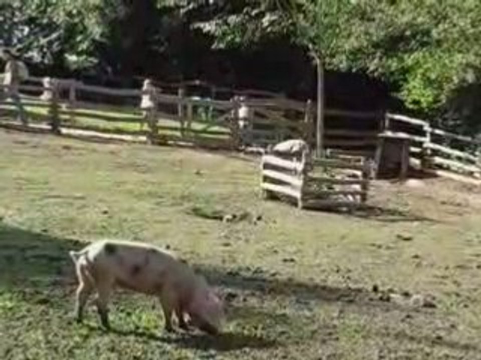 Les Epesses : Puy du Fou