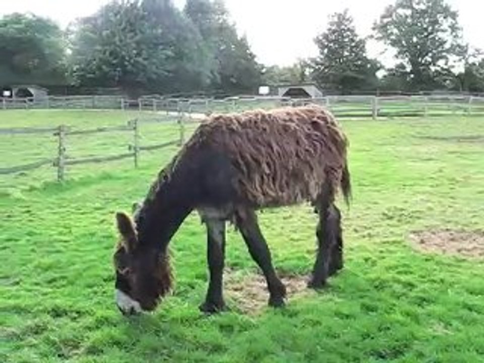 Les Epesses : Puy du Fou