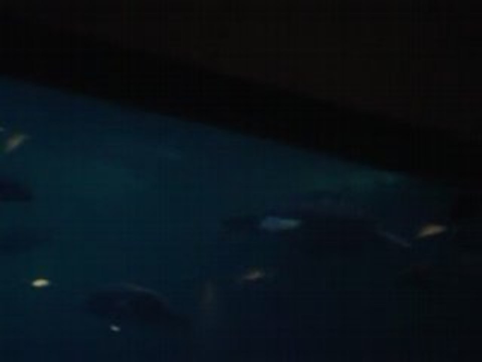 tortue qui nage en vidéo