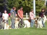 Rencontre St Bernard