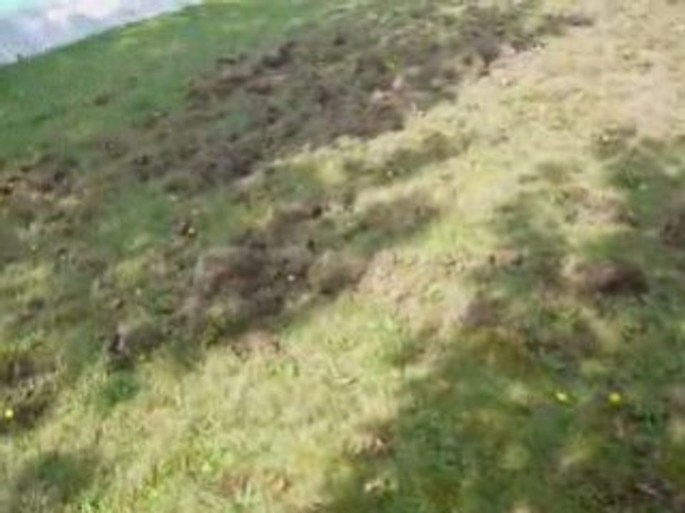 dégats de Sangliers