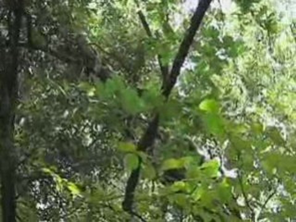 Teaser - Le silence de la forêt