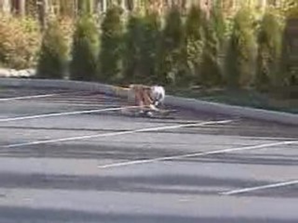 Chien en skateboard !