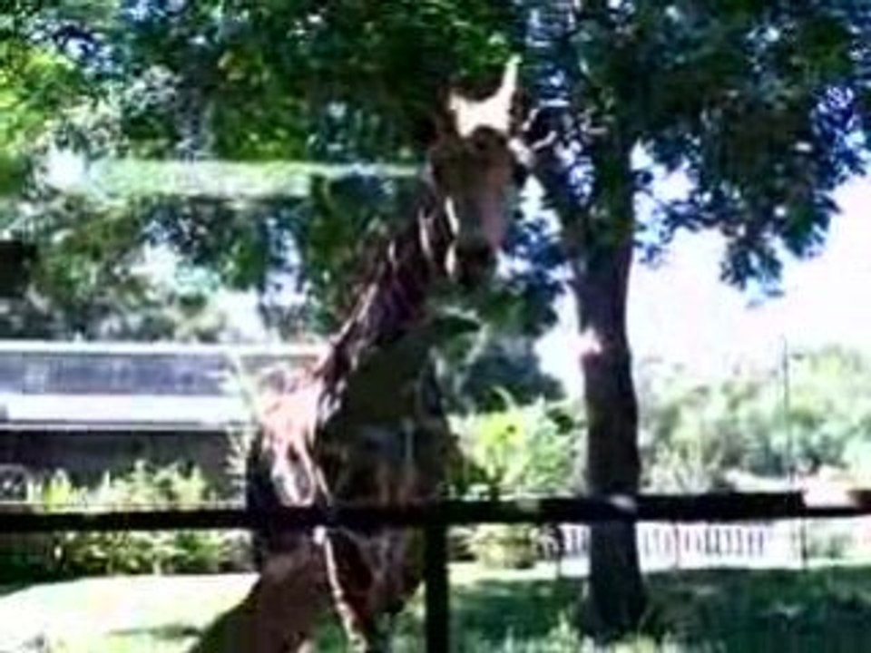 My Brother & I at the Zoo of Acadiana