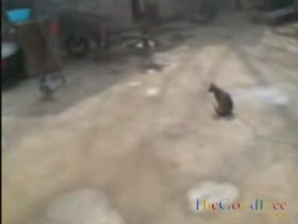 chat vs pigeon