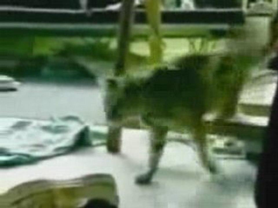 Un chat propre