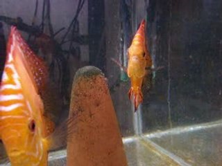 couple discus malboro + alevins nage libre