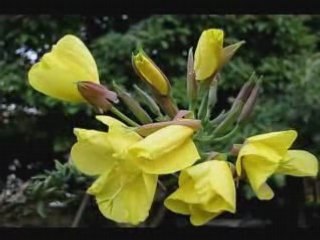 Onagre, éclosion magique au Jardin de La Source