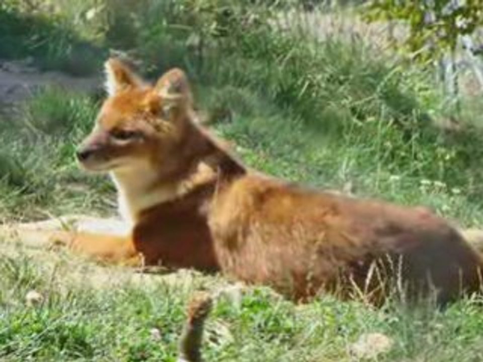 zoo parc animalier de tregomeur