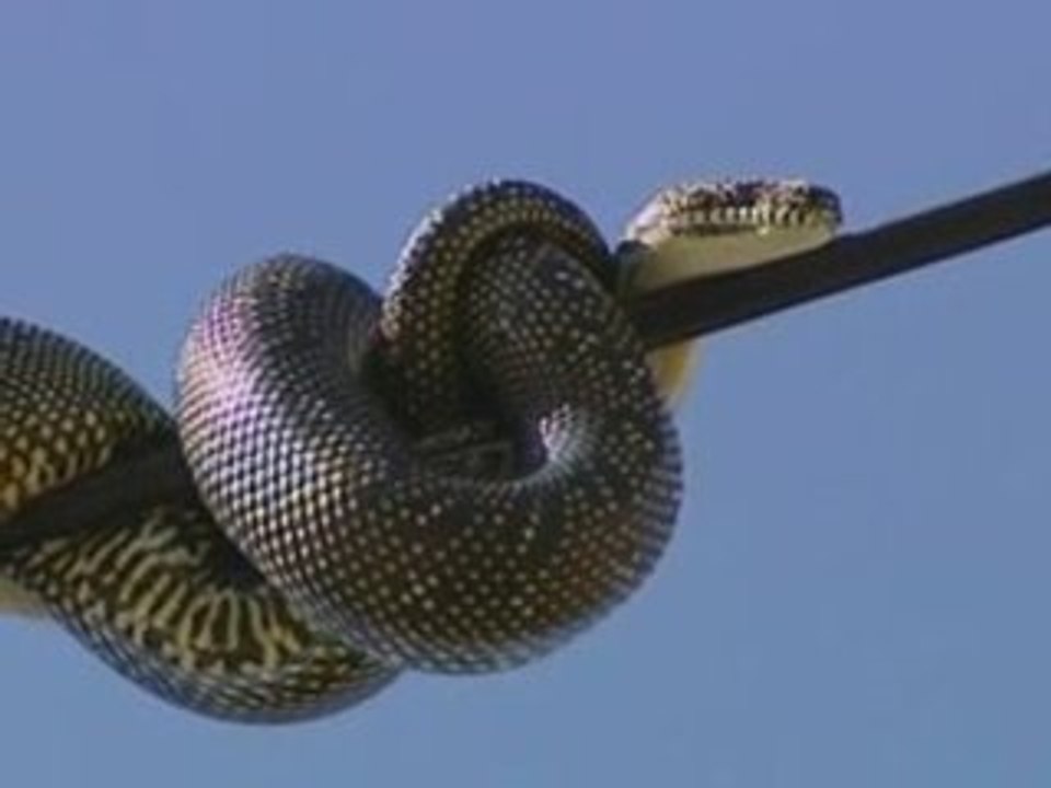 Snakes and Ladders