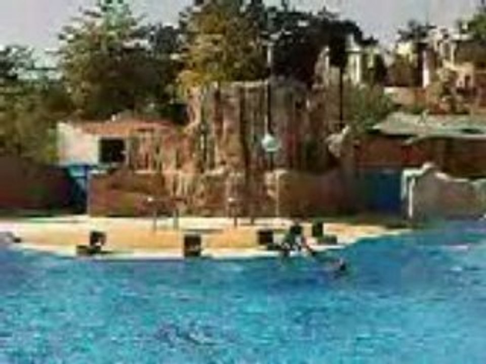 spectacle dauphins parc astérix