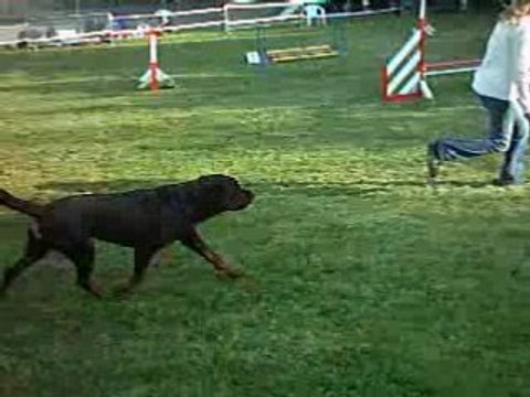 fin du jumping Prestige à Terves 14.09.08