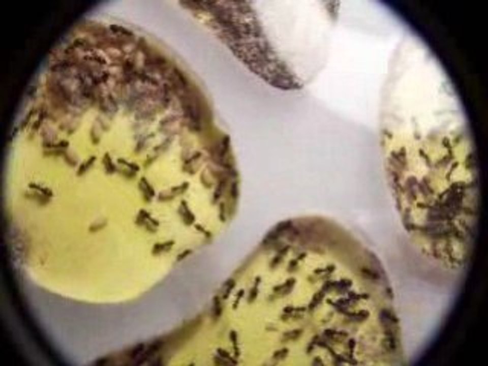 Lasius niger