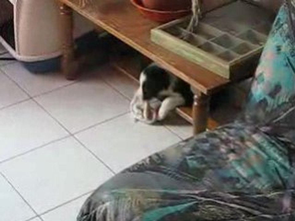 djazz border collie 2mois