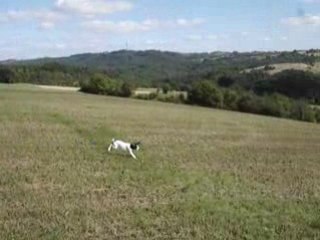 Vidéo chiots sofia aoupa 002