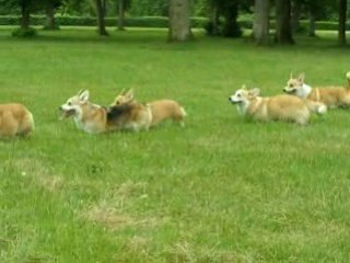 Promenade en lisière de forêt...