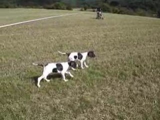 Vidéo chiots sofia aoupa 007