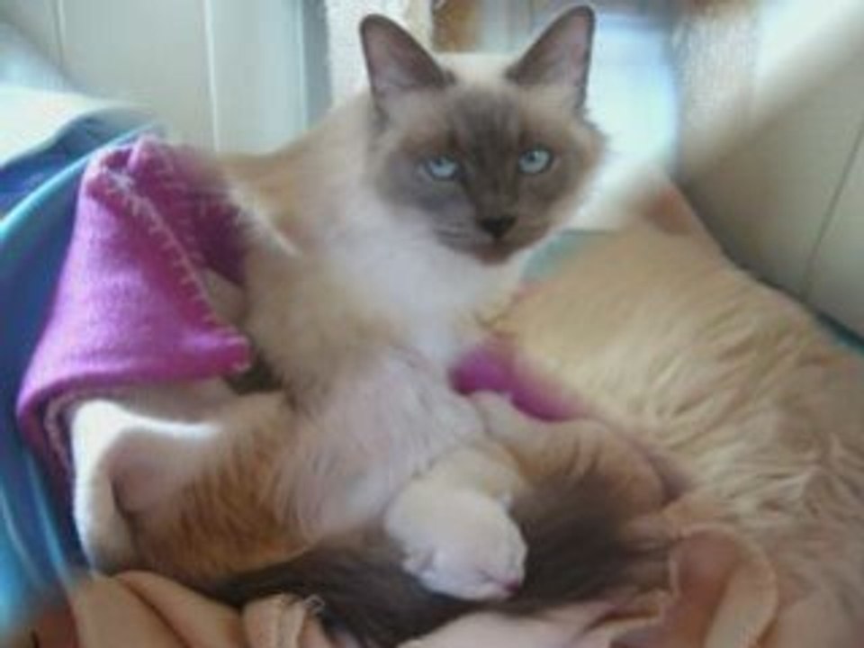 Chatons