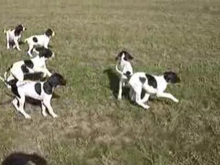 Vidéo chiots sofia aoupa 008