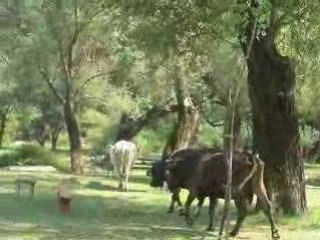 Vaches à pique-nique