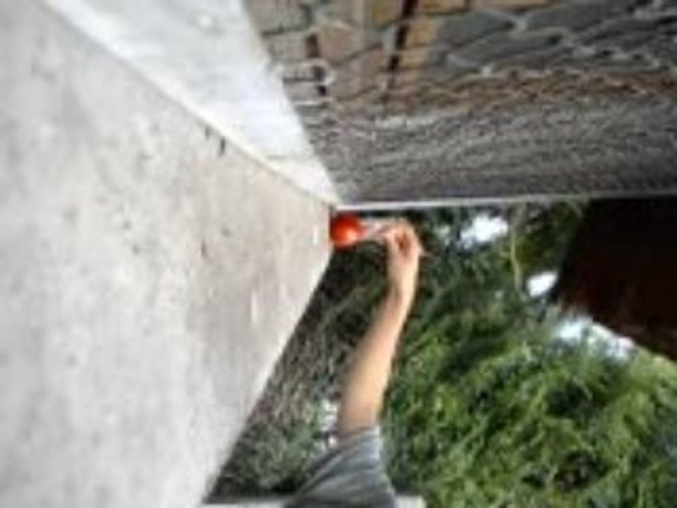 tomato explosion bimbtest