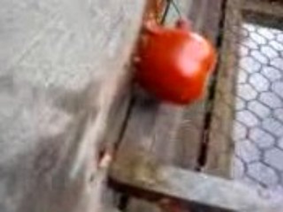 tomato explosion bimbtest n°4