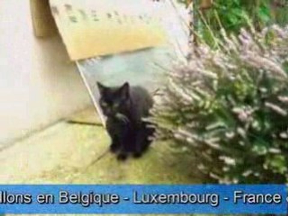 Clotures de sécurité pour chats fugueurs de Pagani & fils