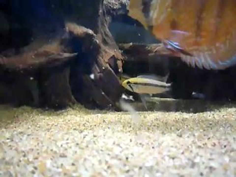 Apistogrammas téfé mutum sauvage