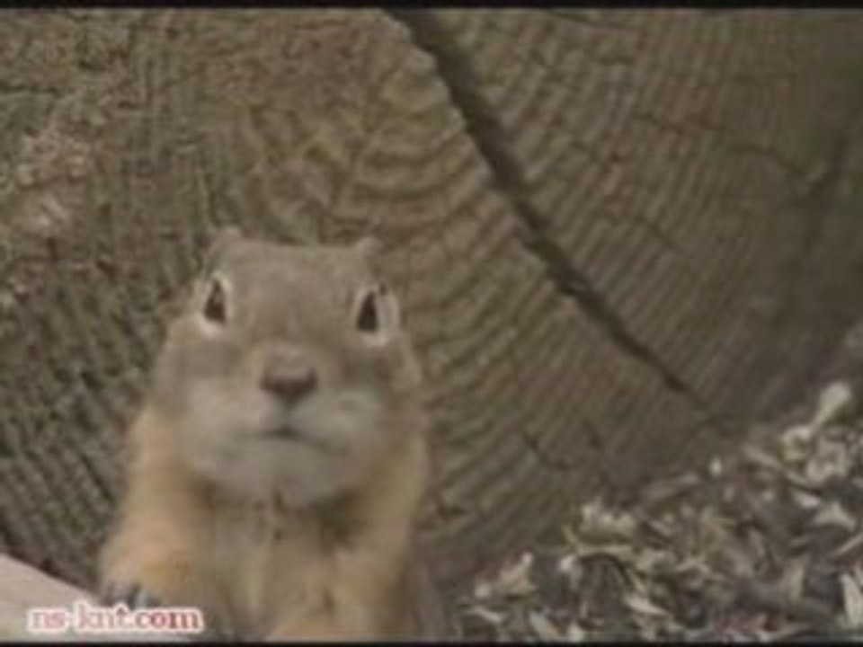 Comedic Chipmunk