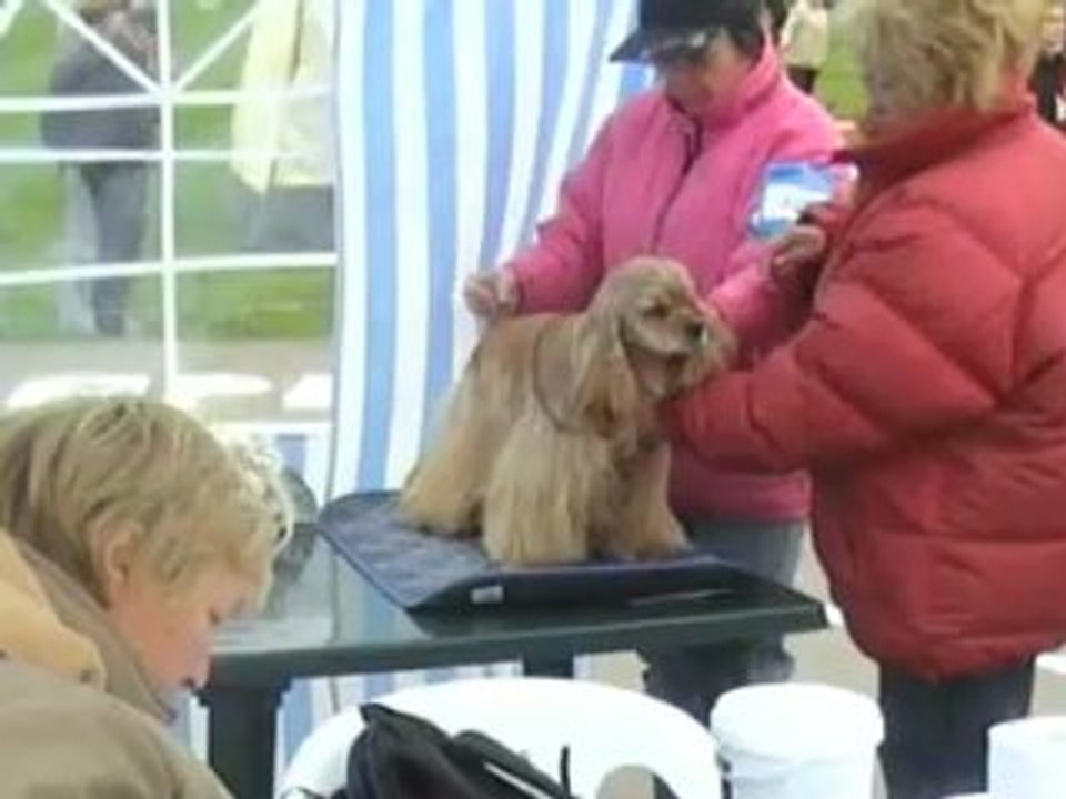 Dog Show Moscow 14.09.2008 Amcocker