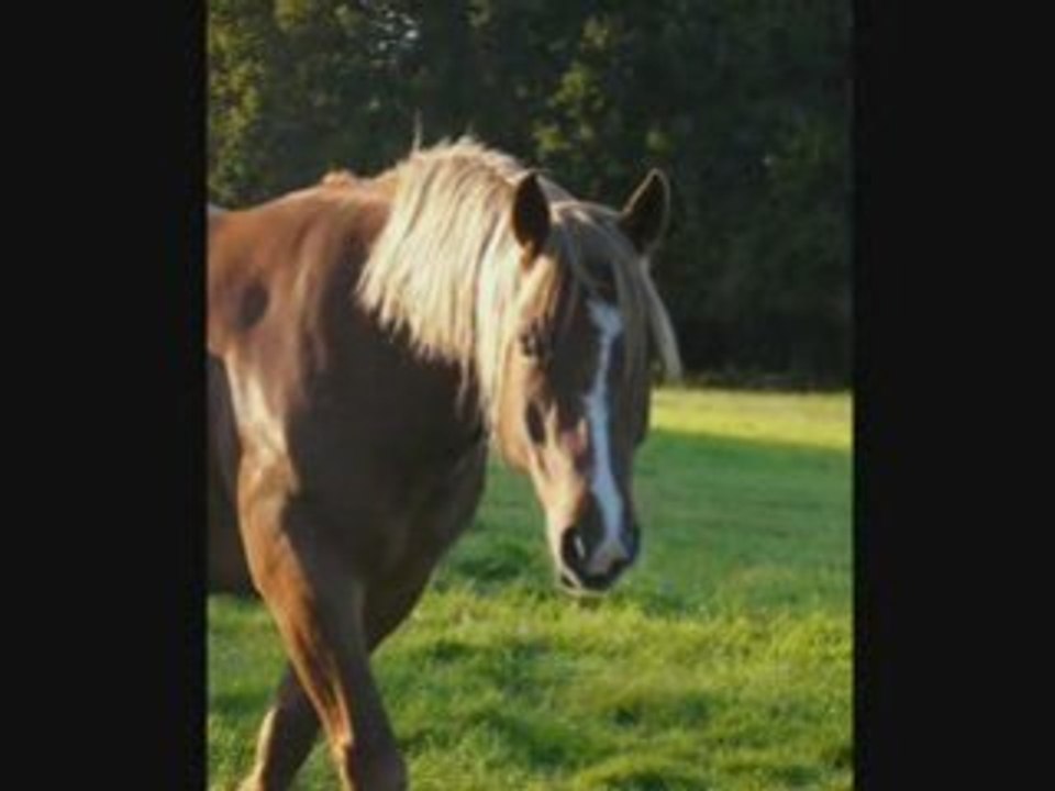 Montage photo chevaux de traits guidel