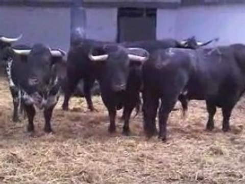 Victoriano del Rio pour la féria des vendanges 2008