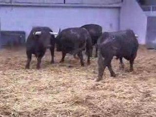 Toros pour Sébastien Castella seul contre six