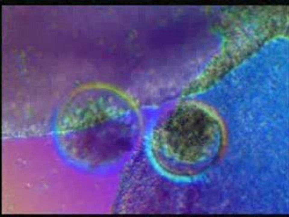 Les miracles du coran 7