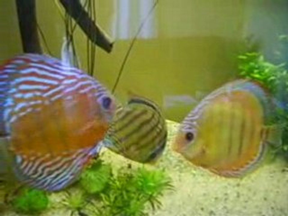 Discus sauvages