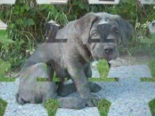 Mes Cane Corso