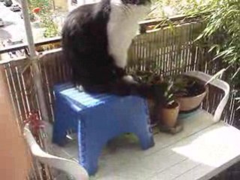 chat au vent