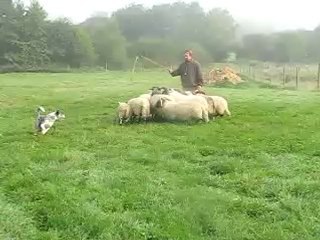 COMETE AUX MOUTONS