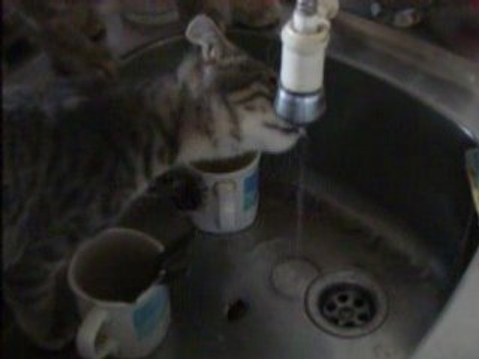 Chouchou( mister gaff) Fanny ( elle le suit )