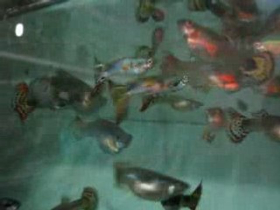 My Guppy New Varieties 02