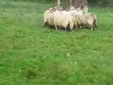 journée au moutons avec comete ,sylver et kiss