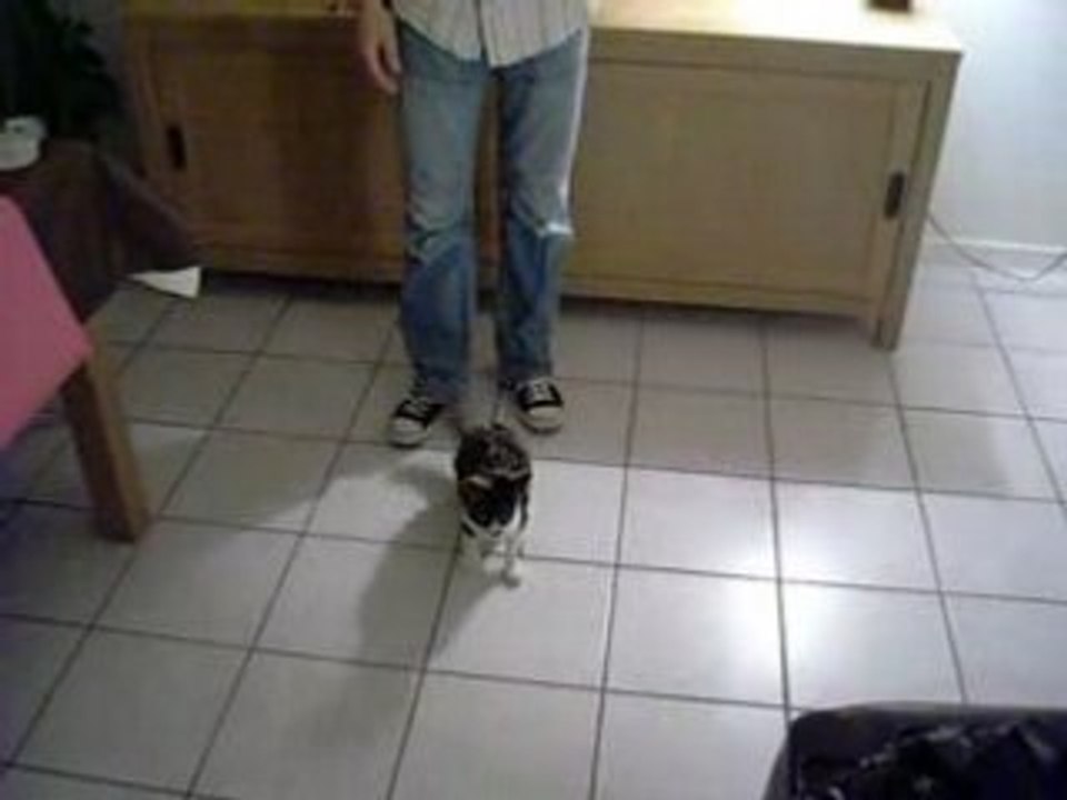 chat attrapeur de moustique