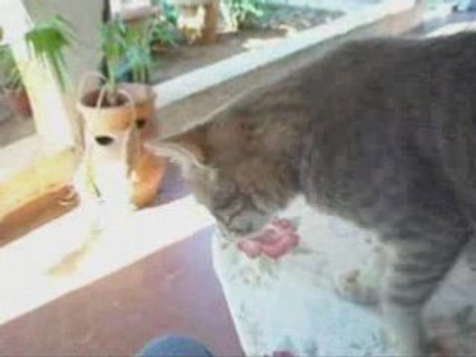 Aspasia the cat_0001