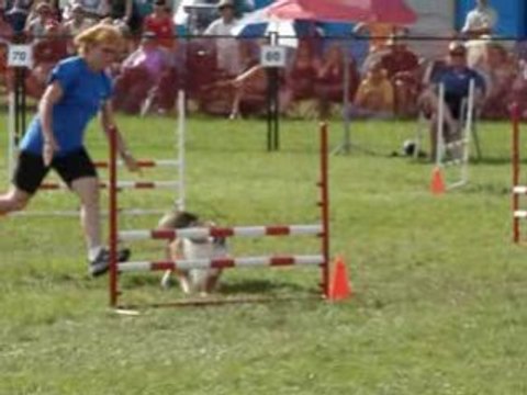 AAC National 2008 Jesse final steeplechase dimanche agility